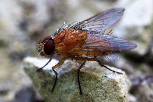 Réf. 252 335 : Phaonia pallida